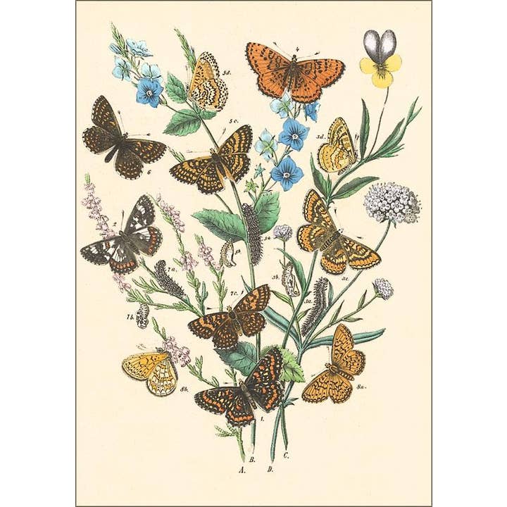 Carte postale IS-98 Papillons et Phalènes pour la vente par Found Image Press