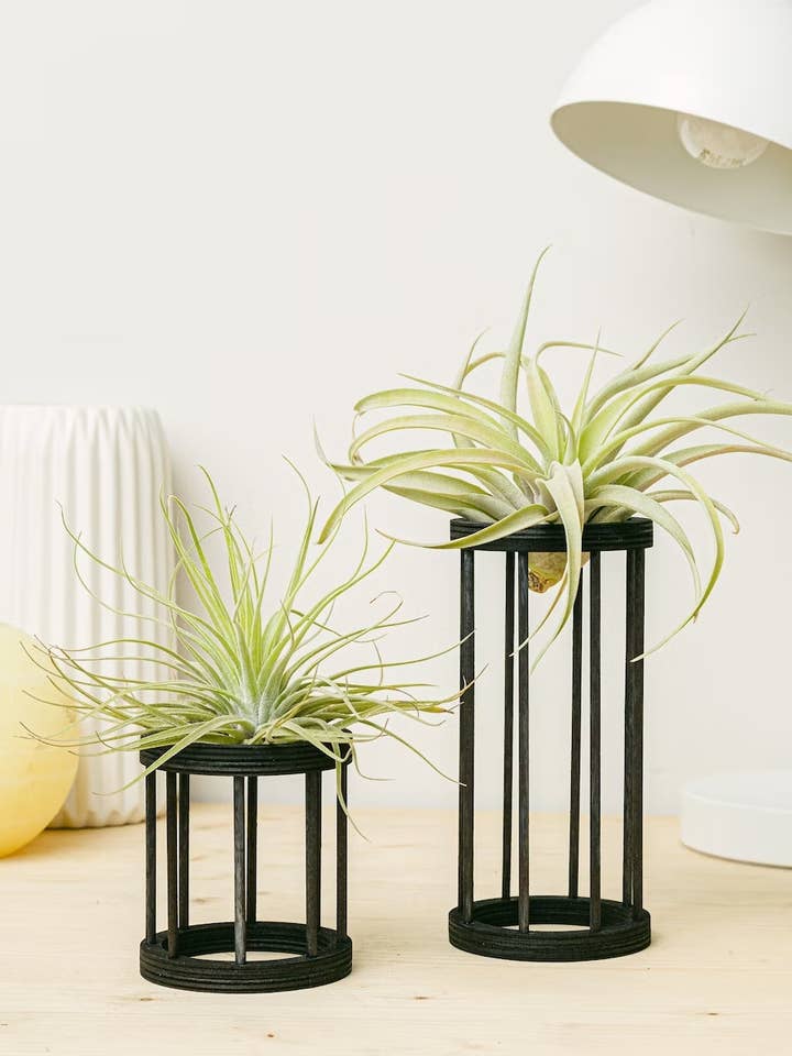 Tillandsia Air Plant & GAB Wooden Stand | PACK x2 for wholesale by BOREEN Shop
