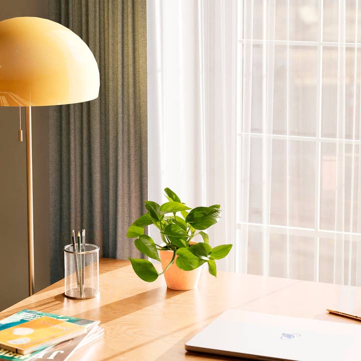 Lively Root - Wholesale Live Plant - Golden Pothos Plant63