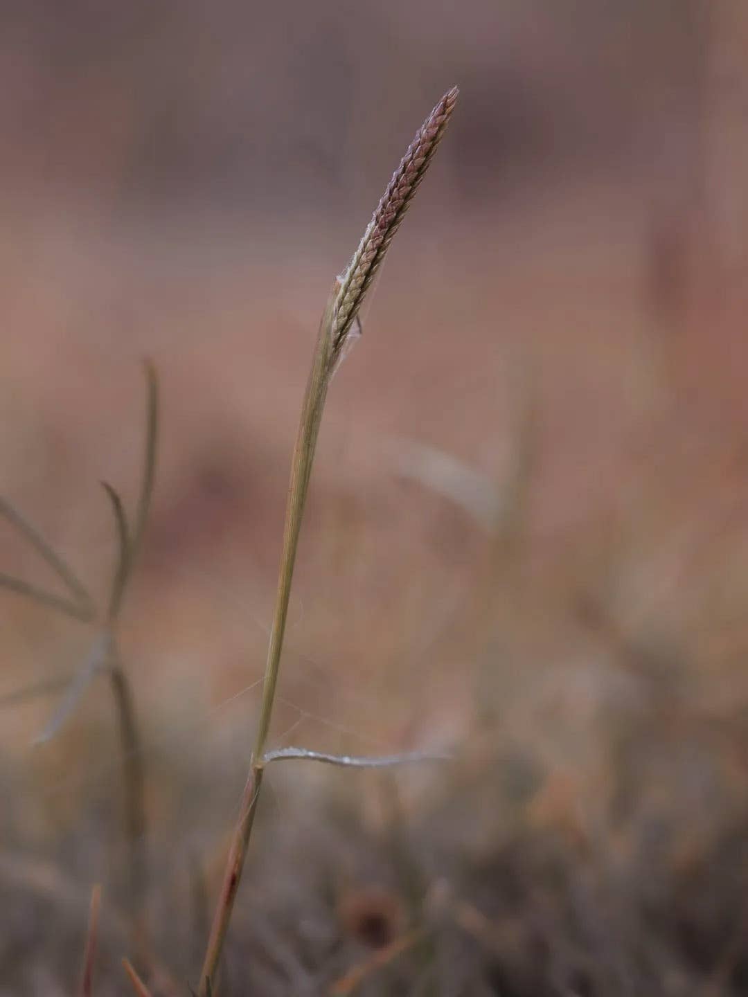 Olivia Fragrances - Vente Parfum/Eau de toilette - Eau de parfum 10ml Après le silence1