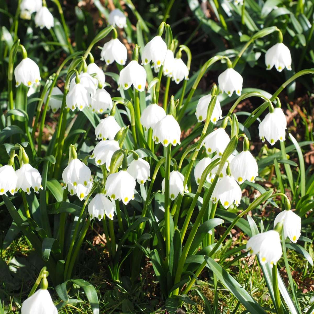 Oasis of Life - Vente Graines de plantes - Boîte de jardin humide – 30 bulbes pour emplacements humides et pluvieux – Mélange de Fritillaria Meleagris, Leucojum Aestivum & Narcissus Recurvus – Rustique, vivace & favorable aux insectes – Pour sols de jardin humides7