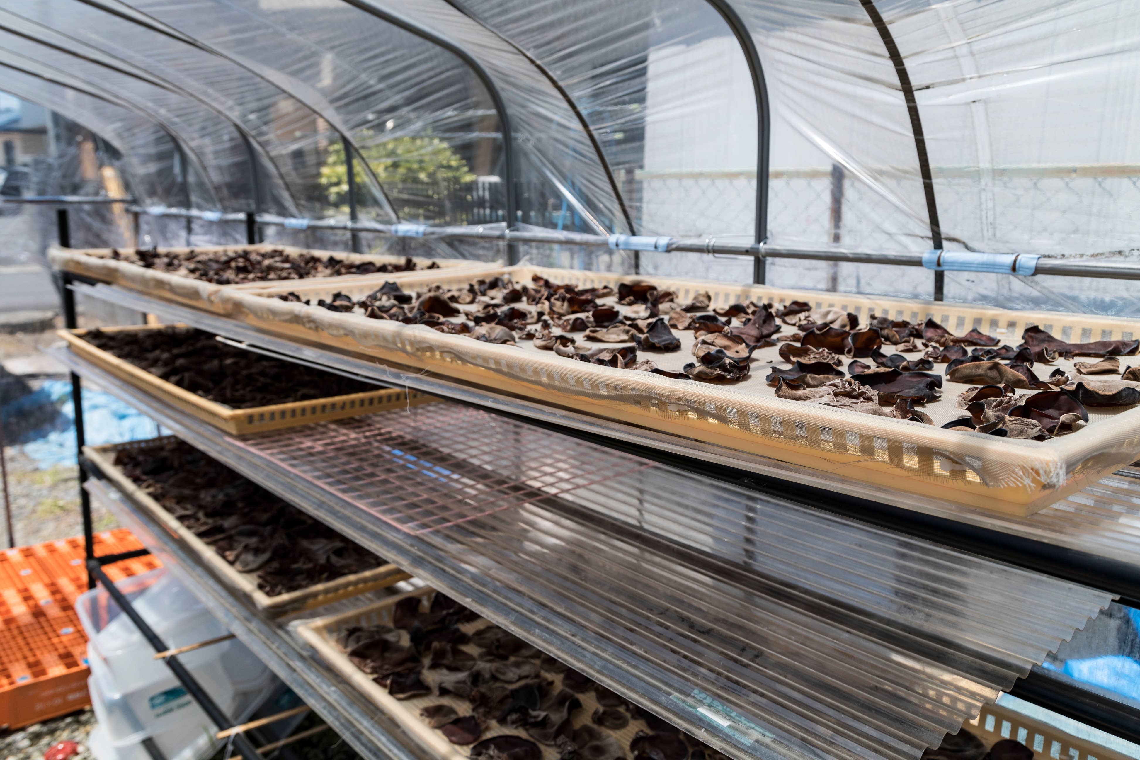 Japan Artisans - Wholesale Dried/dehydrated vegetables - Kasugai-Dried Wood Ear Mushrooms 14g – Organic - Japan14