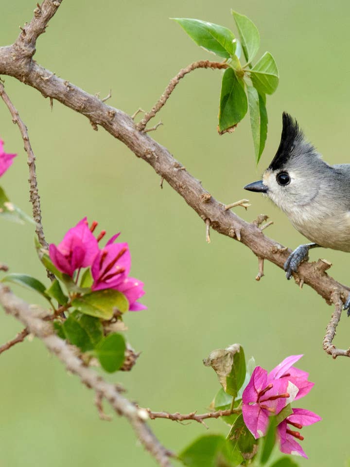Black-Crested Titmouse Notecard for wholesale by Pomegranate