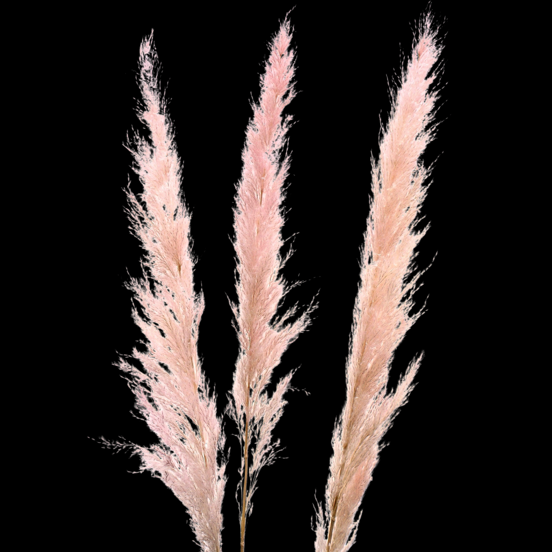 Botanico Ltd. - Wholesale Dried/Pressed Flowers - Pampas Grass5
