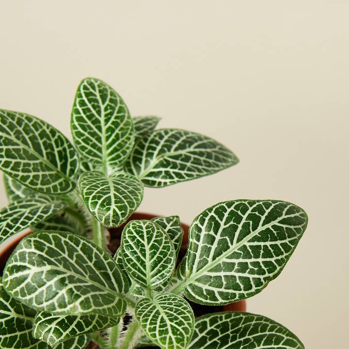 Fittonia White Live Plant, 3-Inch for wholesale by House Plant Wholesale