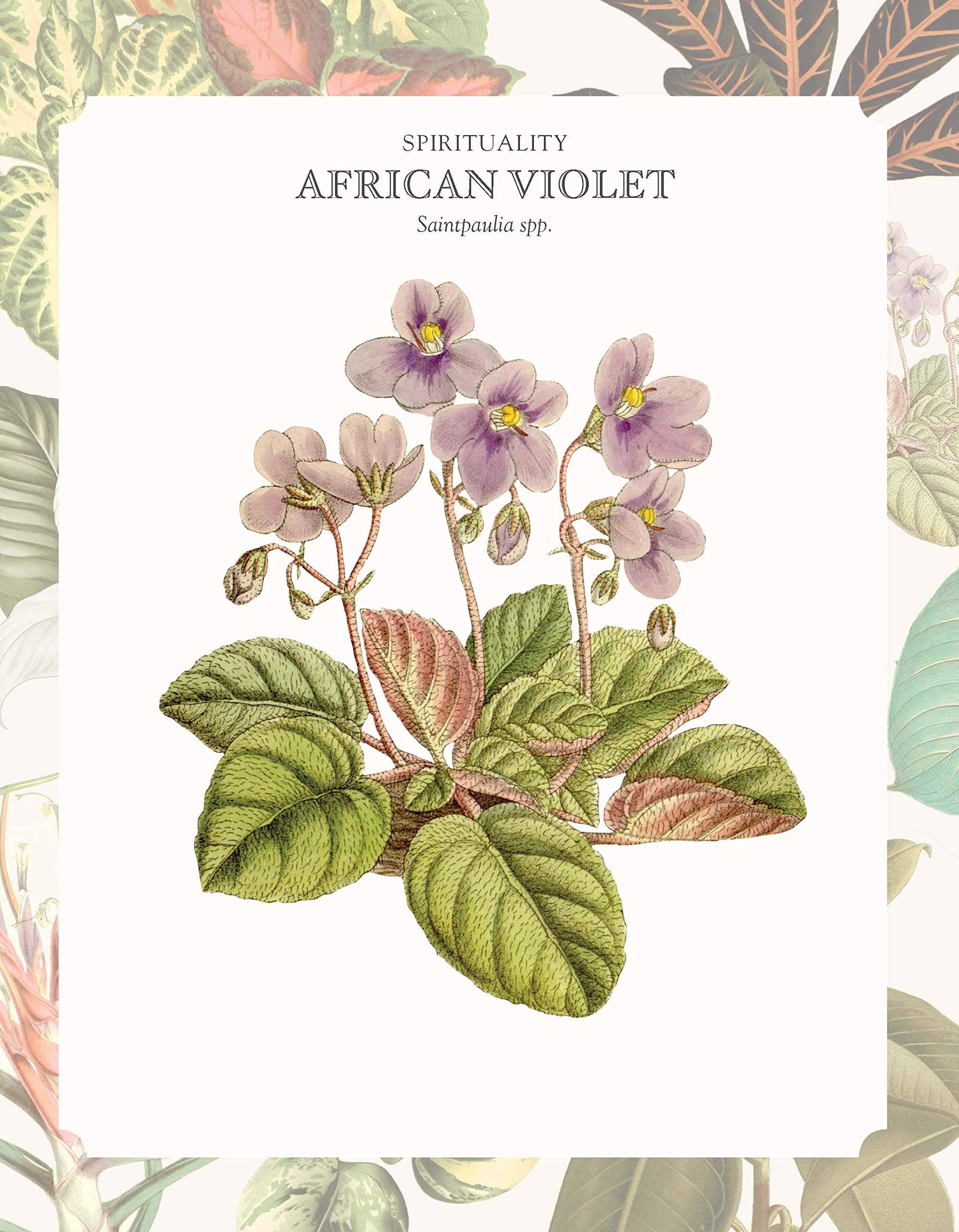 ROCKPOOL PUBLISHING - Vente Maison et jardin - Le langage des plantes d'intérieur3