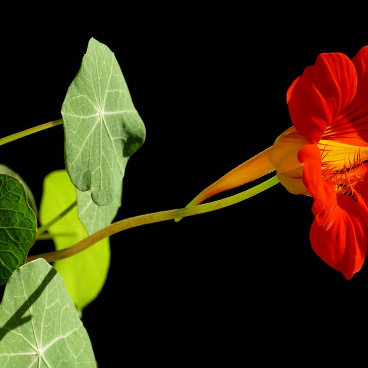The Jonsteen Company - Wholesale Plant Seeds - Nasturtium | Flower Seed Grow Kit