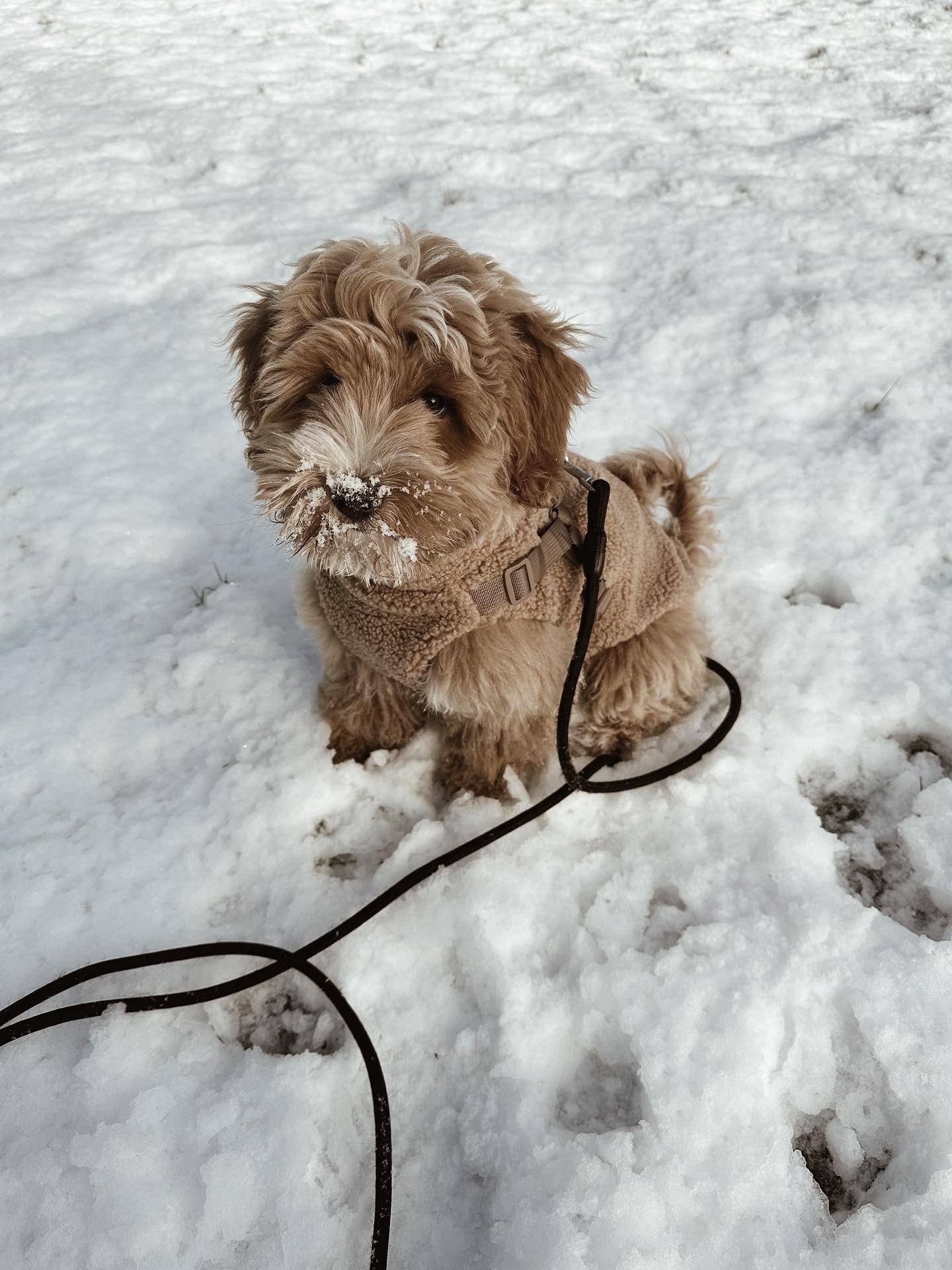 Puppy Bohème - Vendita all'ingrosso Cappotto - Cani - Cappotto teddy con pettorina integrata3