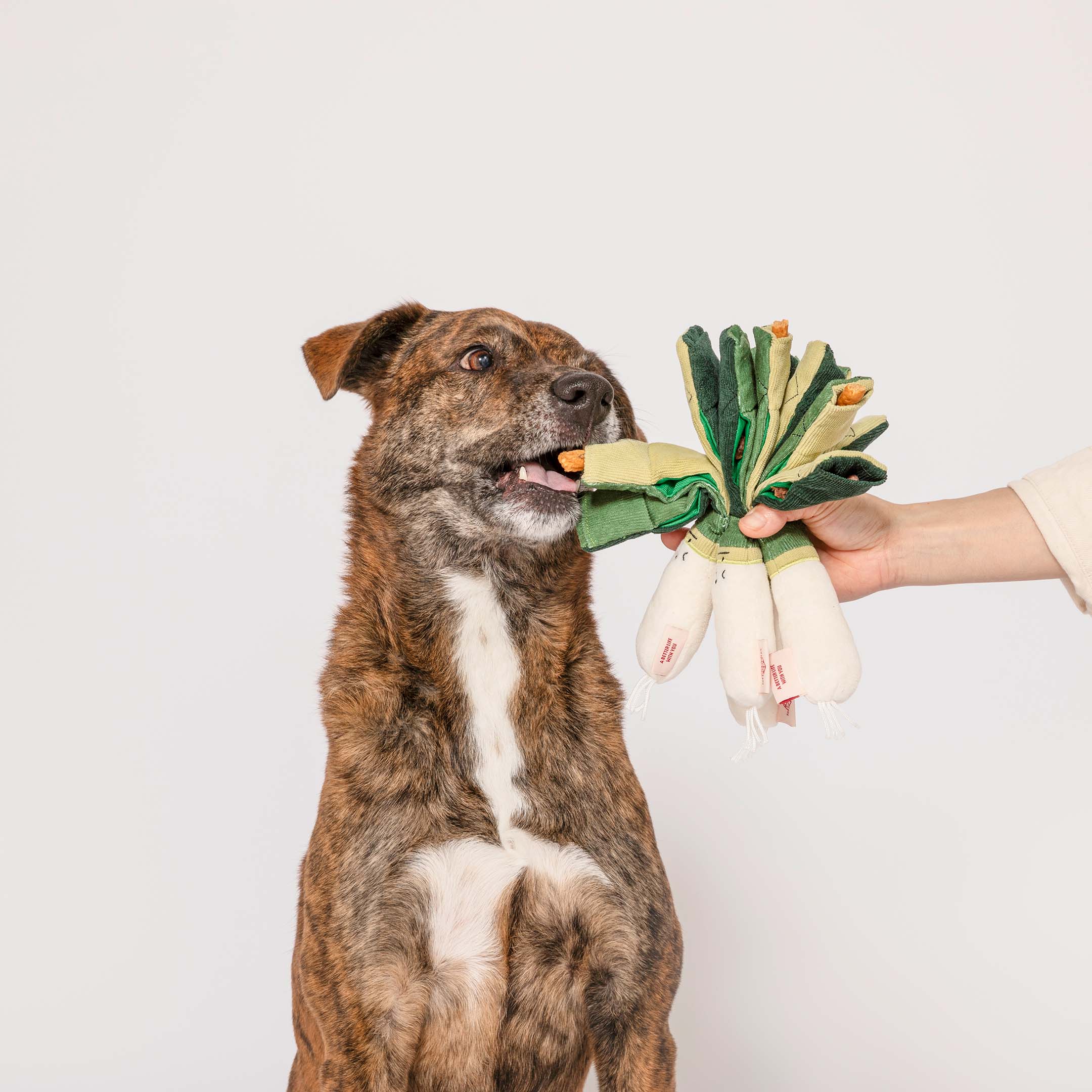 the furryfolks - Wholesale Knuffelspeeltje - Hond - Green Onion speelgoed voor neuswerk3