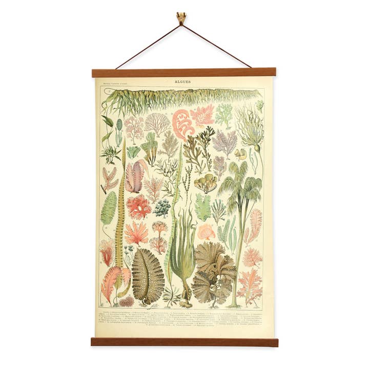 Algues - Adolphe Millot - Tirages d'art illustrés scientifiques pour la vente par Vintage Banners