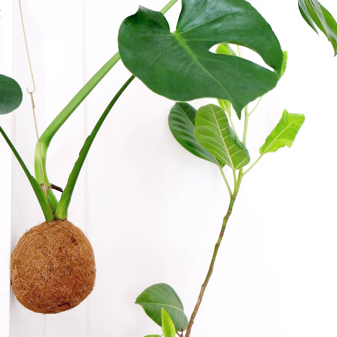 Kokedami Plants – Engroshandel Ægte plante – Kokedama Planteblanding1