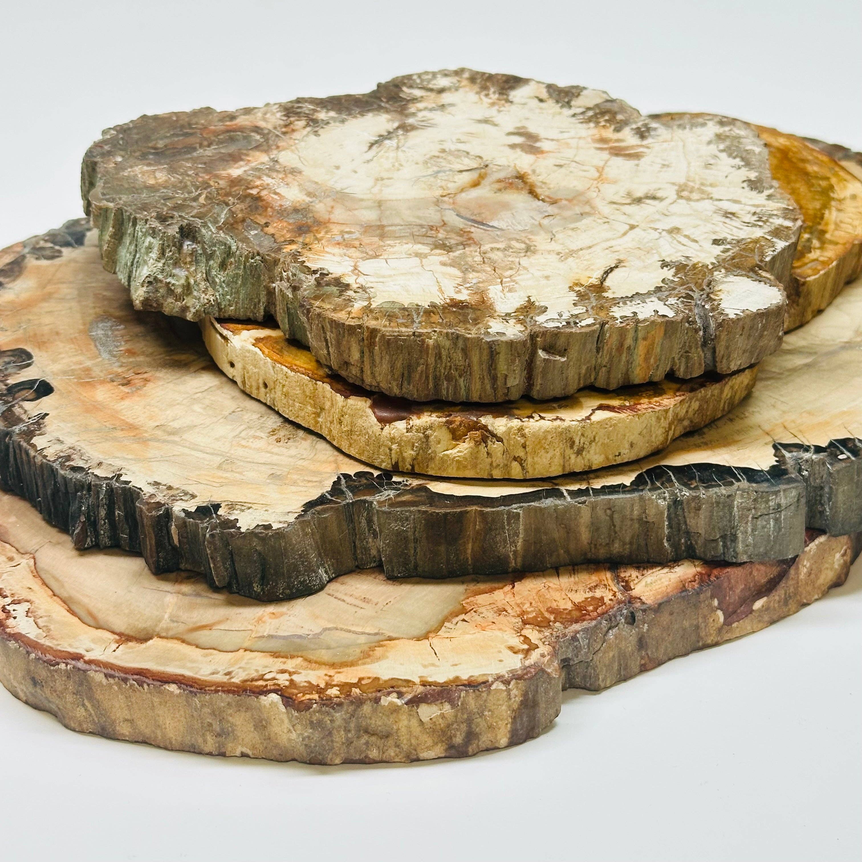 Rock Paradise - Wholesale Spiritual Stone/Crystal - Petrified Wood Slabs14