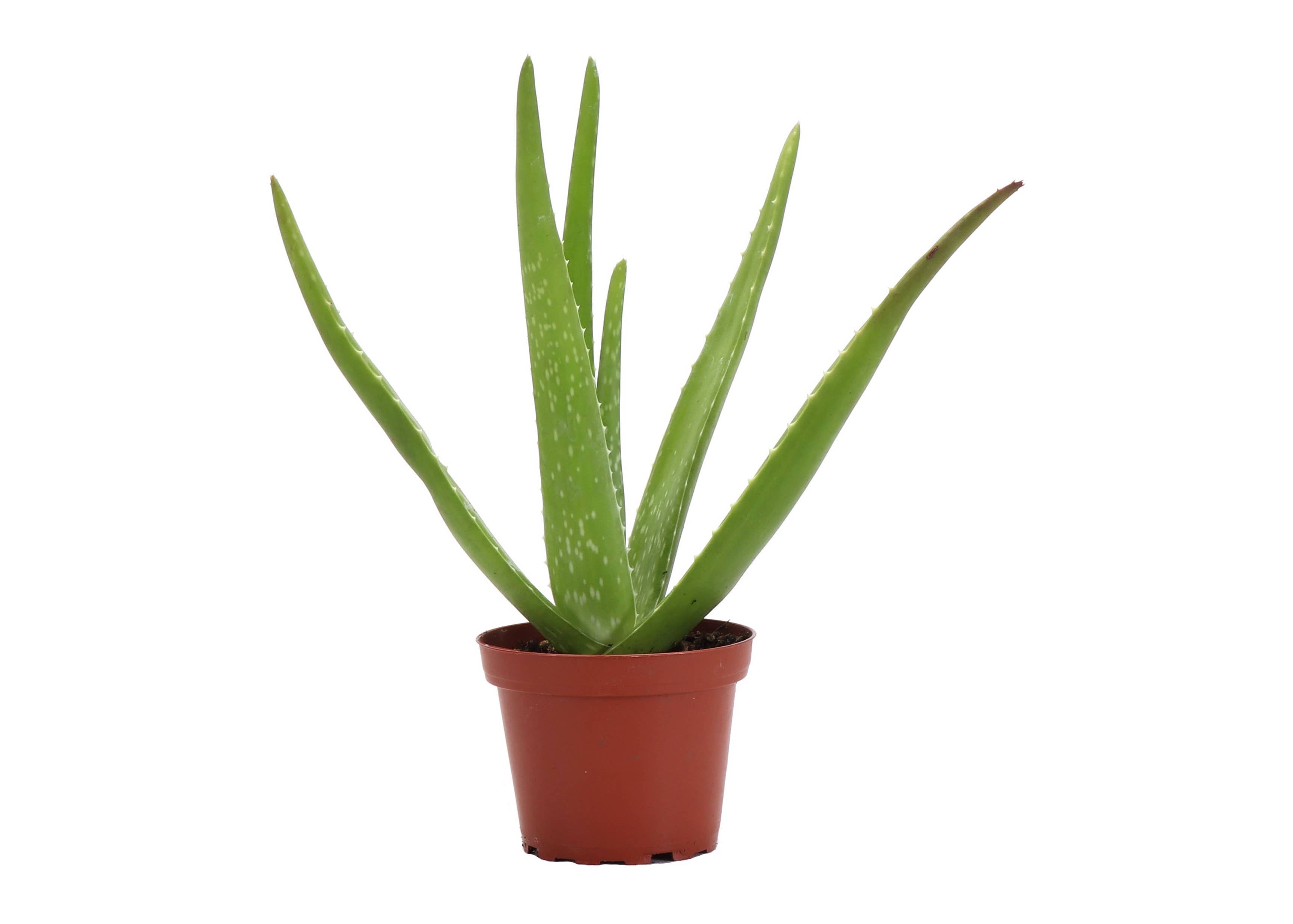 Thorsen's Greenhouse - Wholesale Live Plant - Aloe Vera Plant - Live Plant0