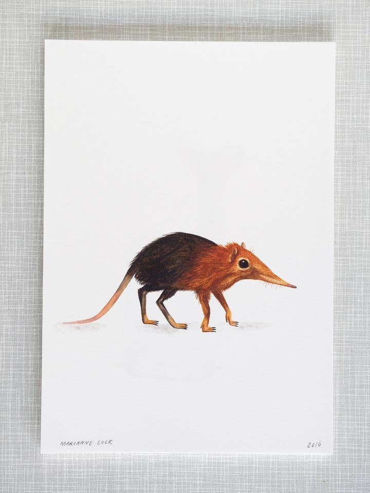 Elephant Shrew Animal Print A4 size for wholesale by Mary and the Locks