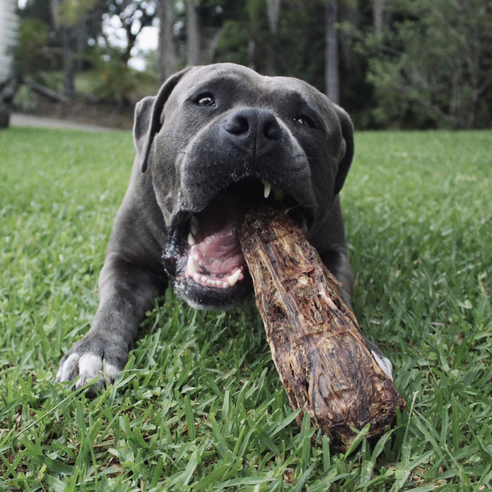 Rover Pet Products - Wholesale Pet treats – Dog - Get Off Ma' Tail - Kangaroo Tails7