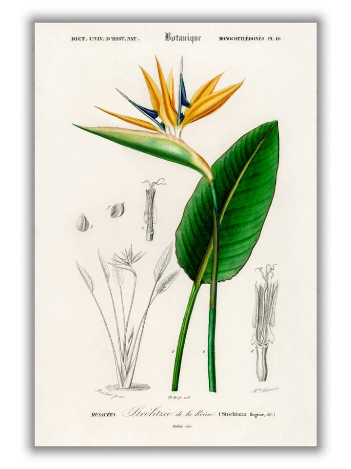 Paradiesvogel für den Großhandel von Stanley Print House