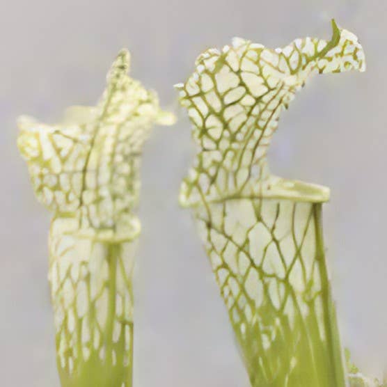 OrchidBox – Großhandel Pflanzen – Sarracenia leucophylla ganz weiße Form TC Pflänzchen | Seltene Zimmerpflanze