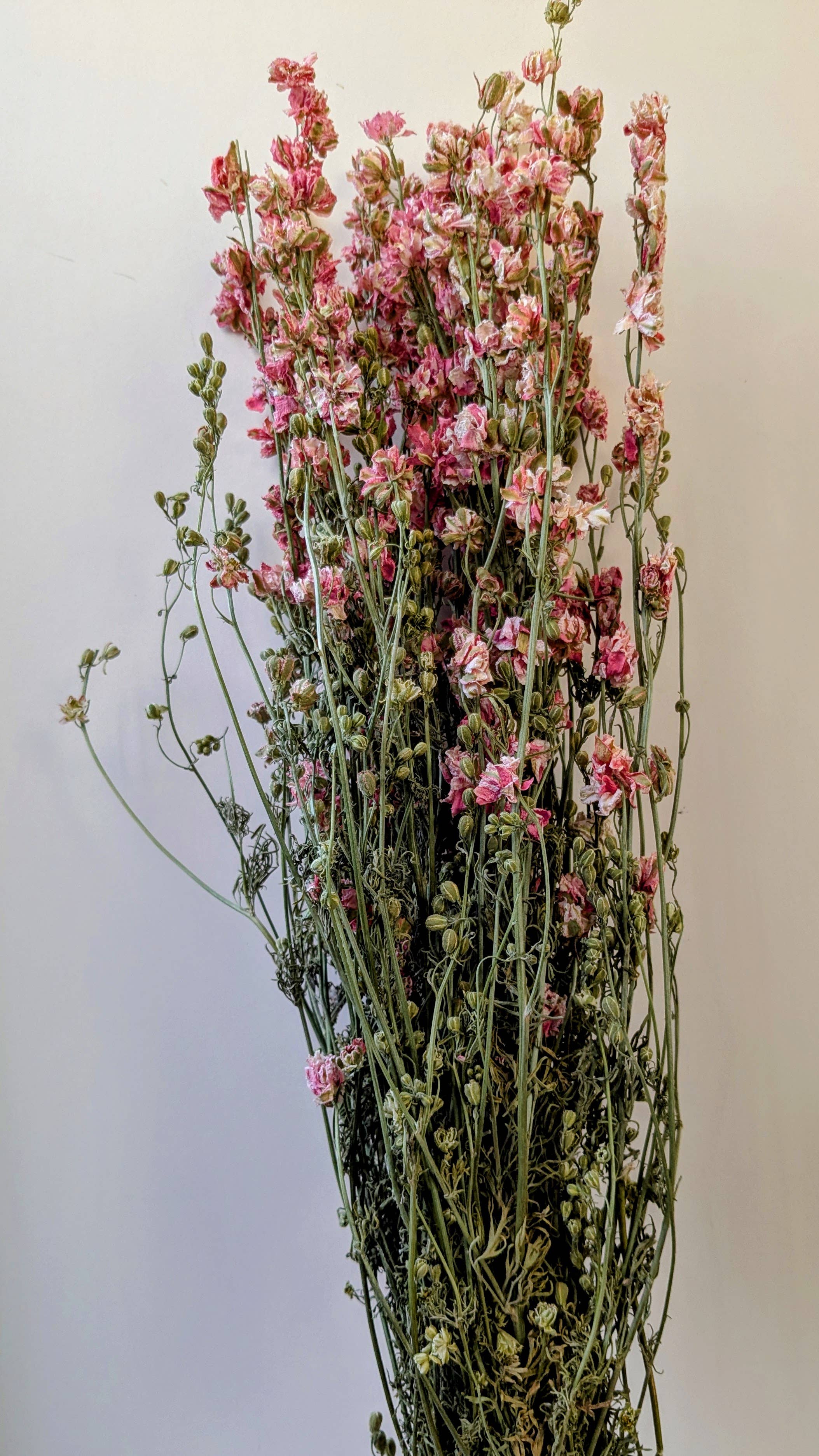 Daisy Gifts Ltd – wholesale Dried/pressed flowers – Pink Delphinium Dried Flower Bunch UK grown - Larkspur Stems3