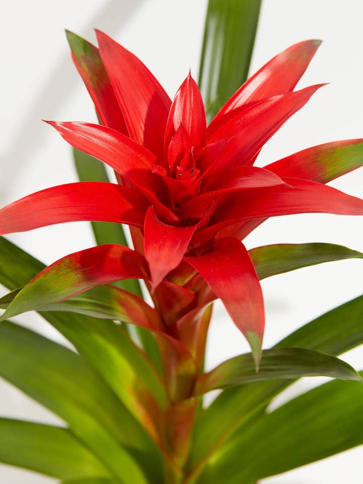 Bromeliad Guzmania for wholesale by Lively Root