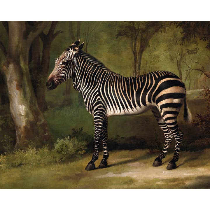 Rock Paper Scissors Wall Art – wholesale Art print – Vintage zebra art print | George Stubbs | Antique animal wall art | African animal in forest | Jungle & safari painting2