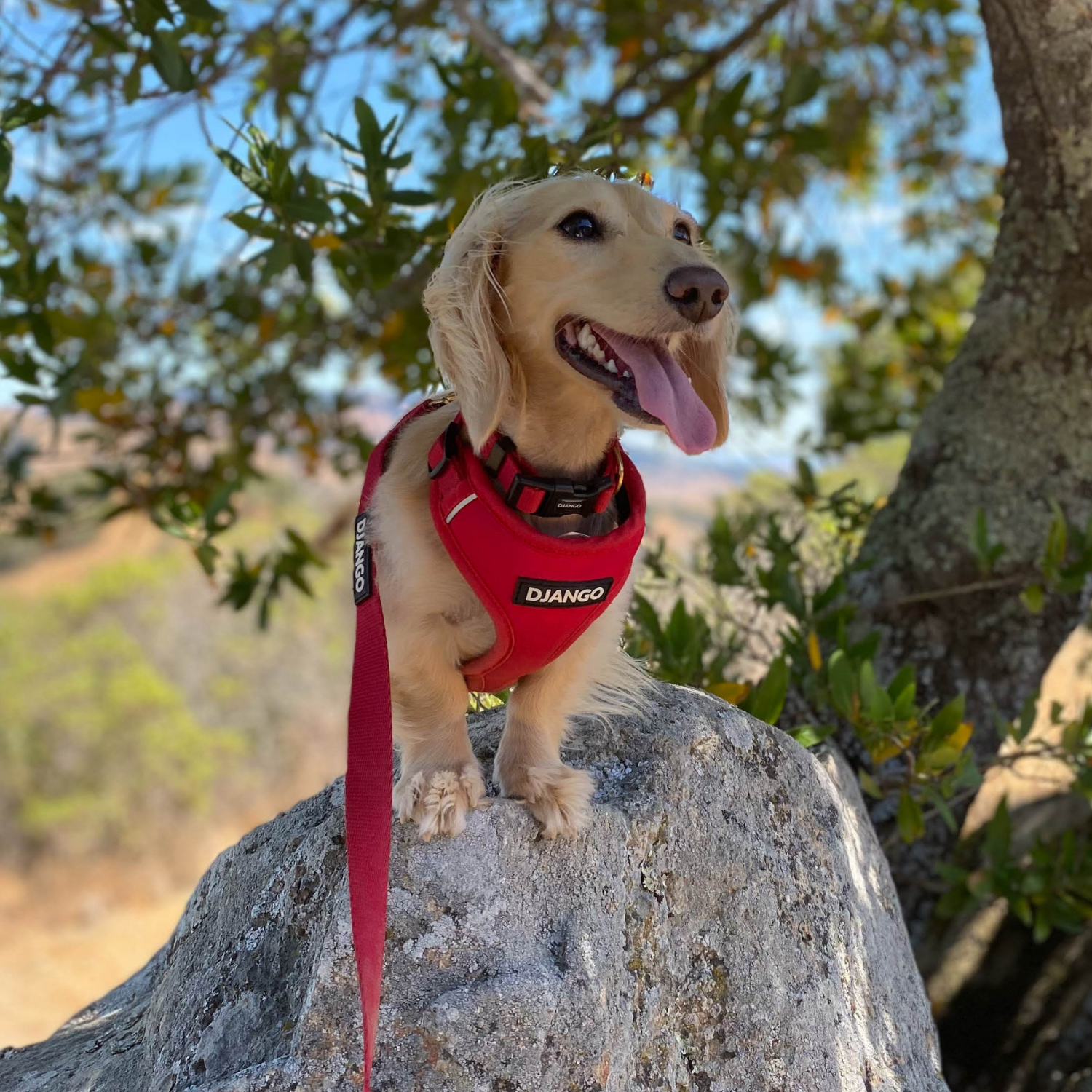 DJANGO - Wholesale Pet Collar - Dog - Adventure Dog Collar - Crimson Red3