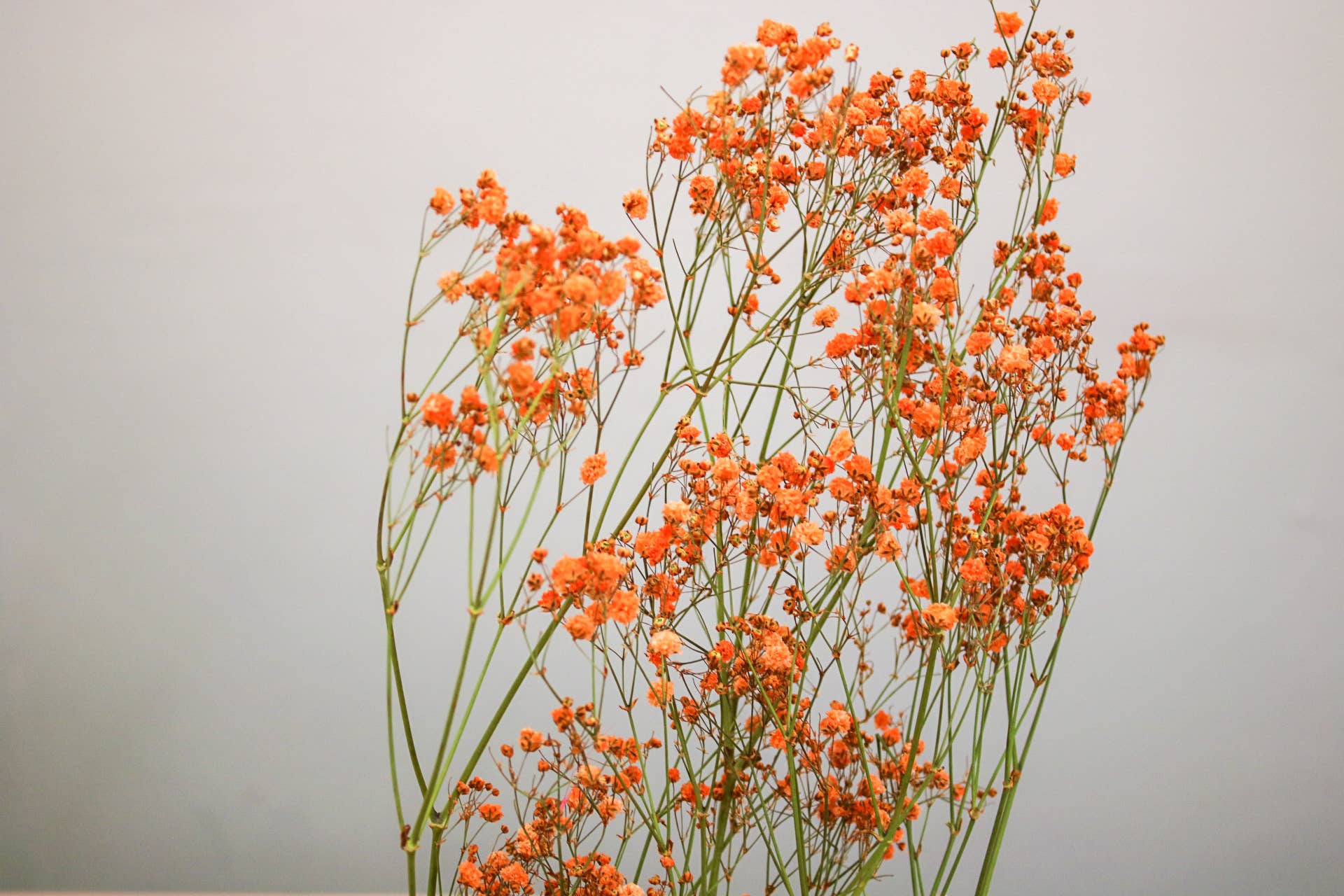 Wildestdreams.flowers – Flores secas/prensadas por atacado – Gipsofila Laranja Seca Pequenas Flores Secas1