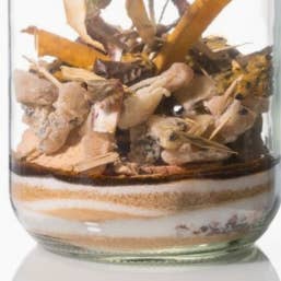 Délices Métisses - Venta al por mayor Kit para preparar bebidas - Preparativos «Pasión, Bandé de Madera» para rones arreglados 3L1