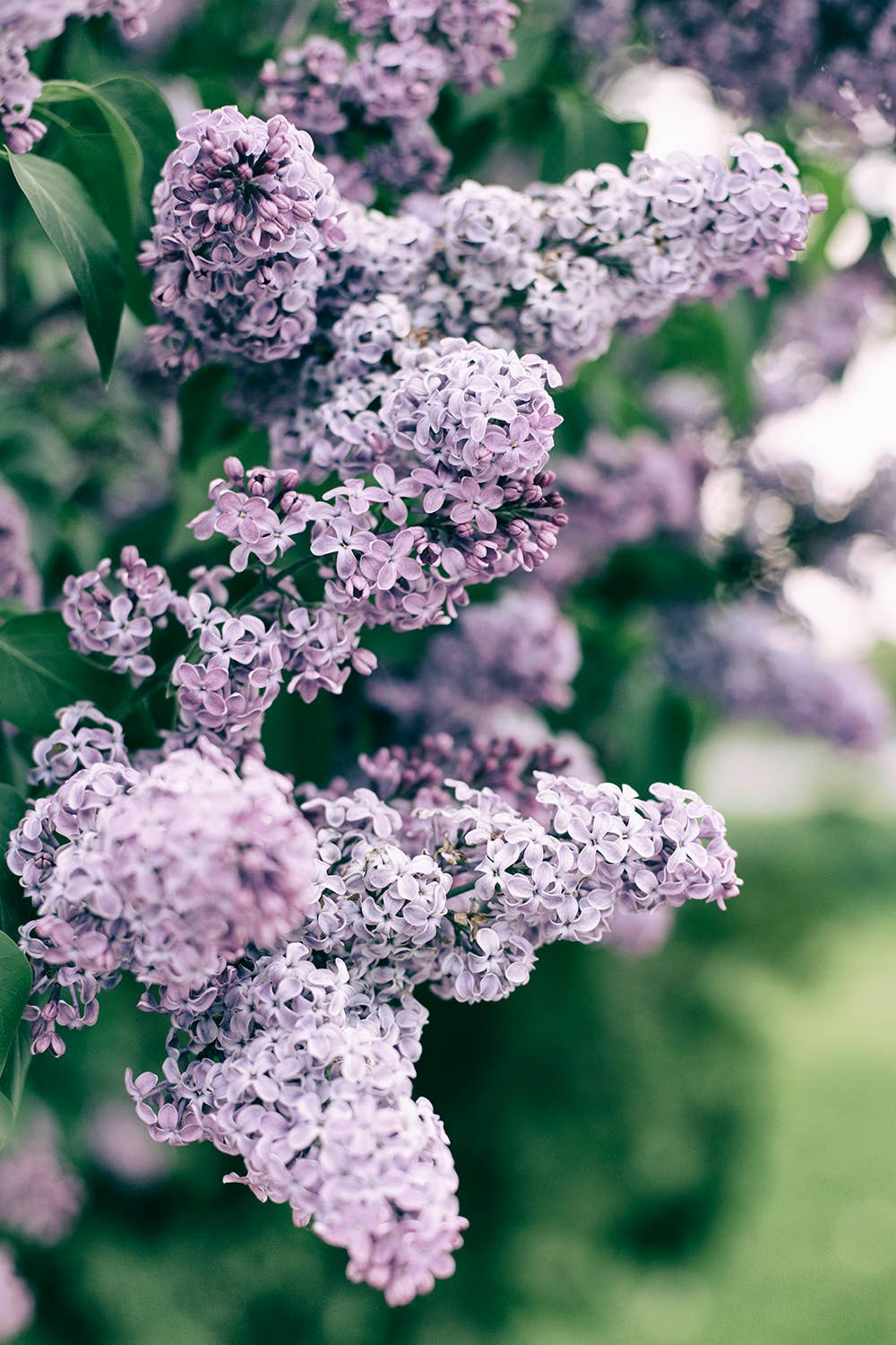 Alexis Arnold Photography - Wholesale Art Print - Color Fine Art Matted Photograph of a Purple Lilacs1