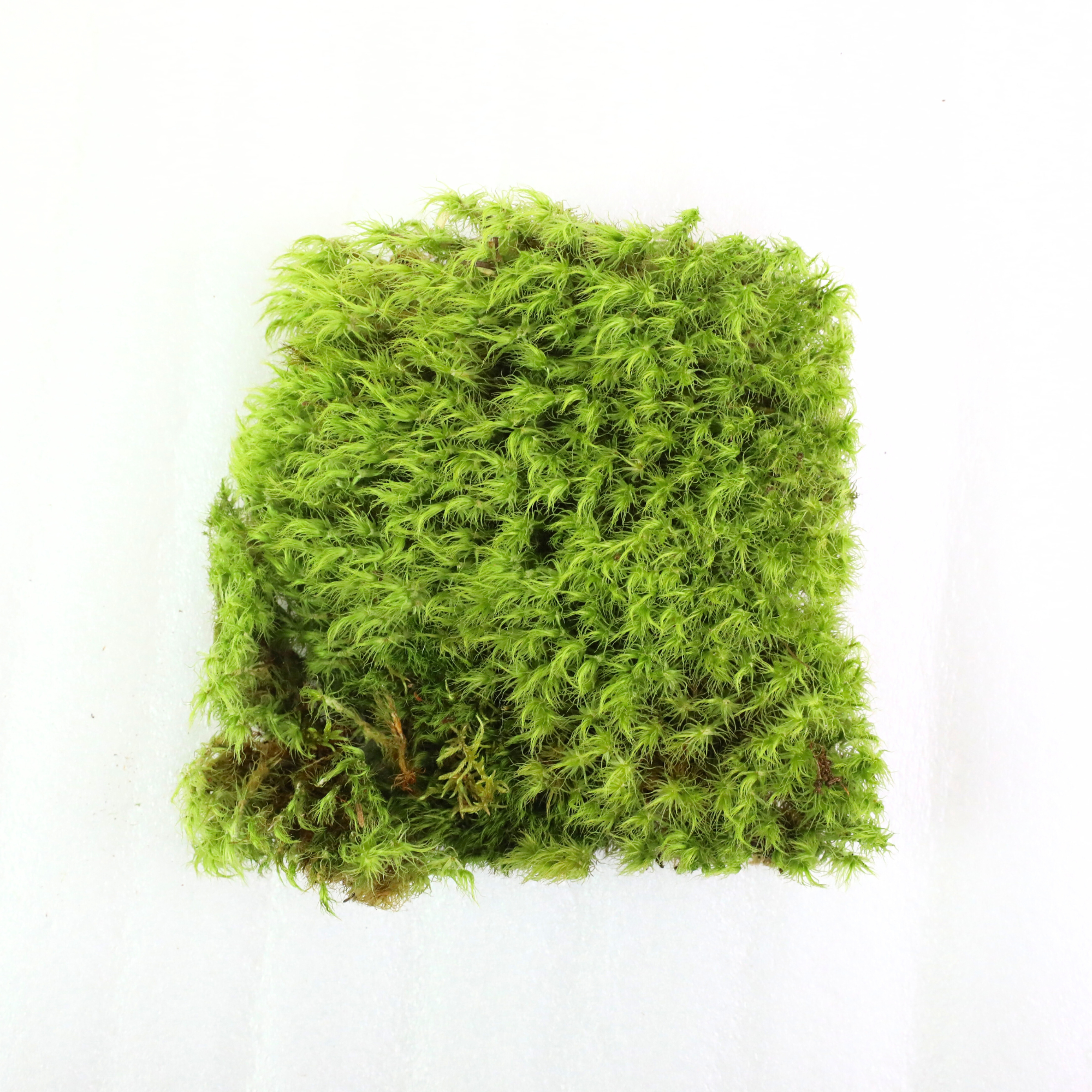 Mossify - Wholesale Live plant - Live Mood Moss – Dormant 6x6" Squares, Hand-Harvested7