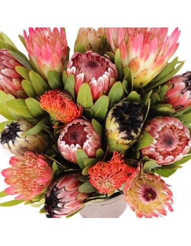 Florasource - Wholesale Fresh Cut Flowers - Protea Assorted 15 or 30 Stems