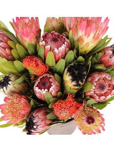 Protea Assorted 15 or 30 Stems for wholesale by Florasource