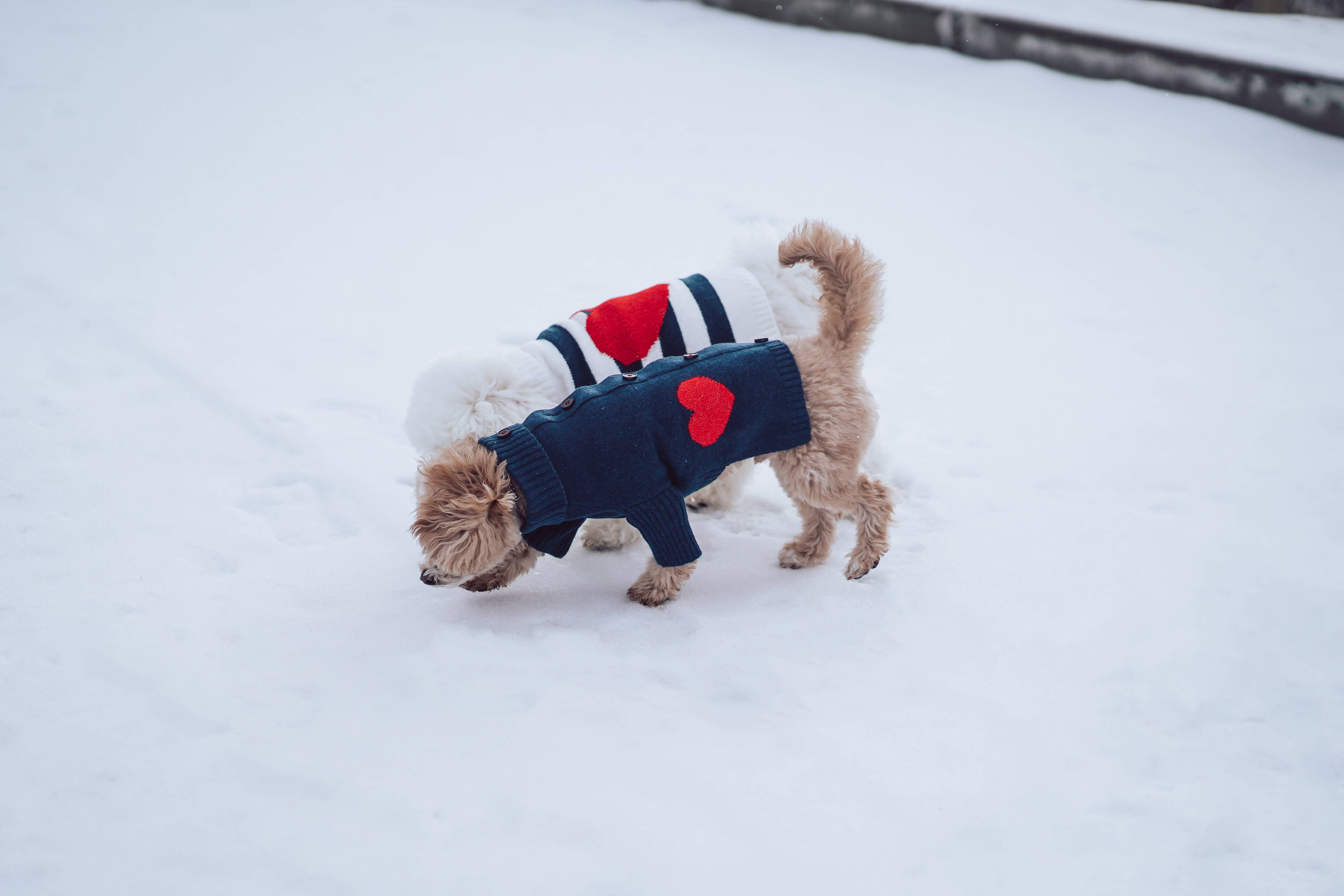 BarkBarkBaby - Wholesale Pet Sweater - Dog - Heart to Heart Button-Up Cardigan Sweater7