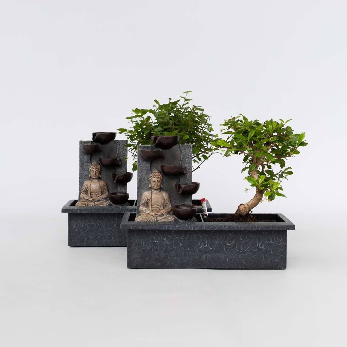 Oasis of Life - Wholesale Live Plant - Bonsai – Set of 2 Chinese bonsai trees – approx. 5 years old – with Easy Care System, water level indicator & Buddha decoration – Zen arrangement with waterfall – easy to care for & decorative – height 25–35cm – Ø29cm7