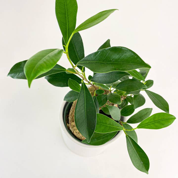 Bumble Plants - Wholesale Live Plant - Ficus Microcarpa 'Moclame' Mini Bonsai Tree2