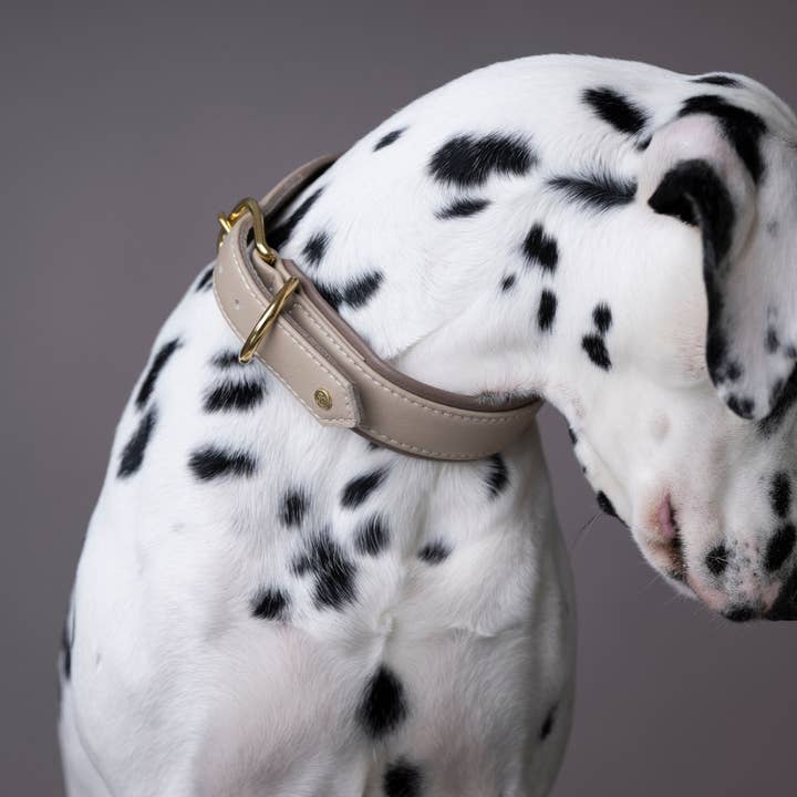 AMICI Dog Collar IVORY for wholesale on Faire