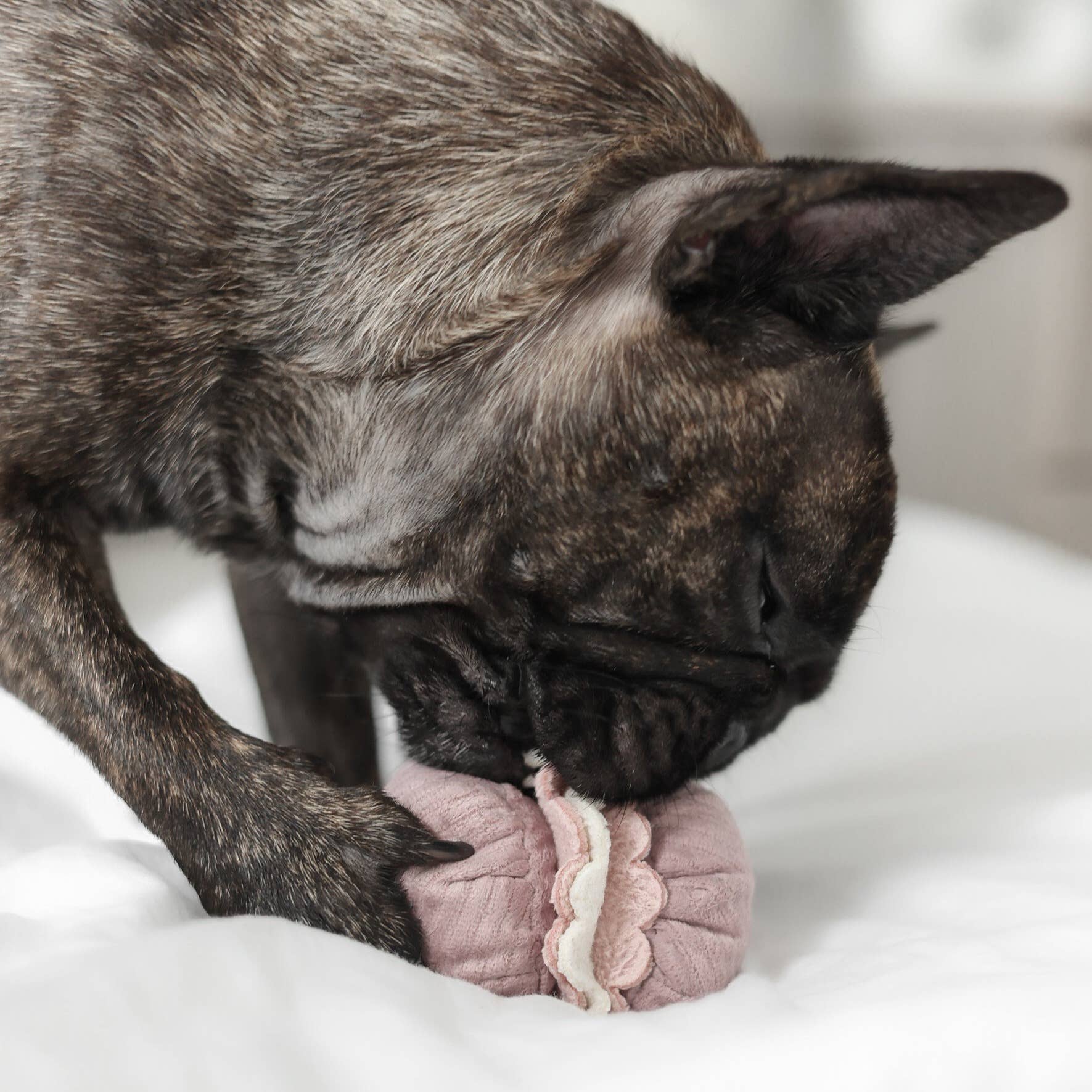 Lambwolf Collective - Vendita all'ingrosso Set di giocattoli - Cani - Giocattolo arricchente 2-in-1 per cani di piccola taglia3