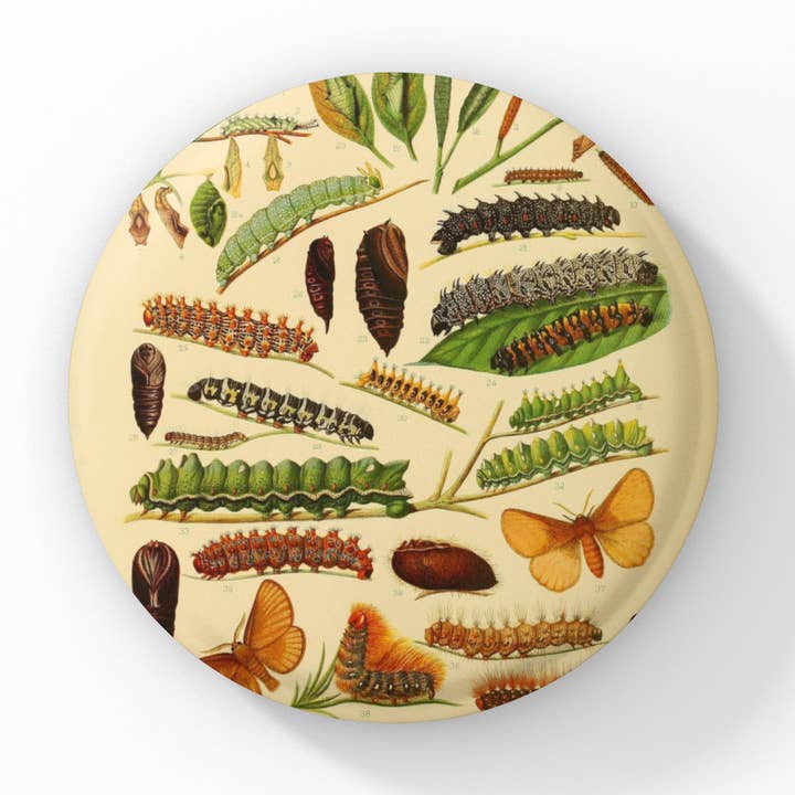 Caterpillar Pin Button, Caterpillar Keychain, Magnet for wholesale by NatureCuts