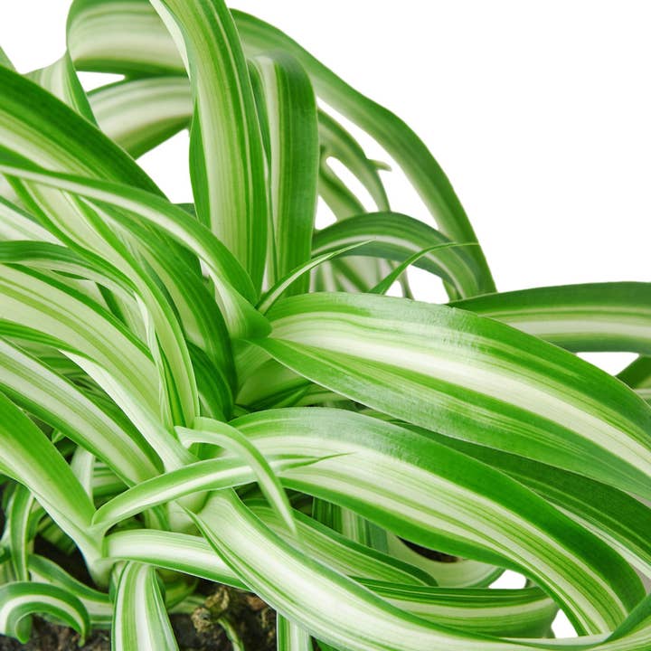 House Plant Wholesale WEST - Wholesale Live Plant - Spider Plant 'Bonnie'