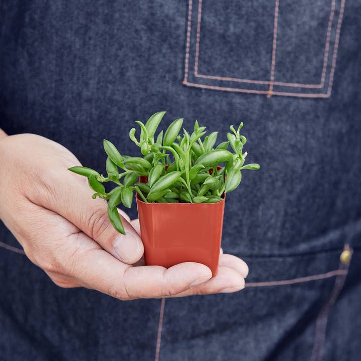 House Plant Wholesale WEST - Wholesale Succulent - Succulent 'String of Bananas'