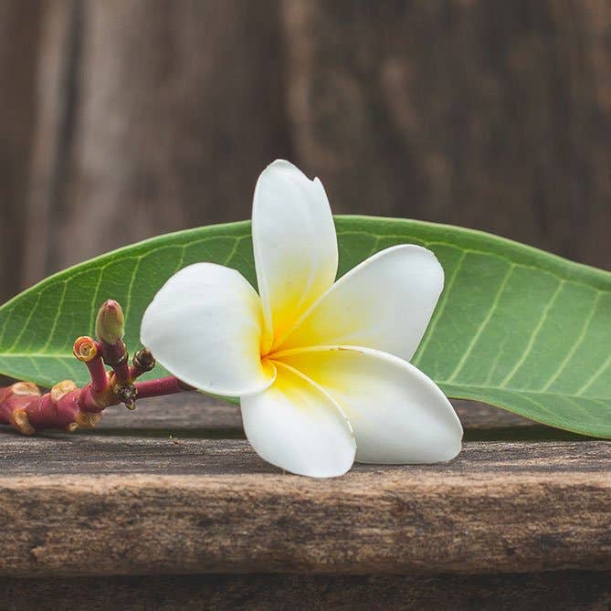Sun's Eye - Wholesale Fragrance Oil - Frangipani Oil