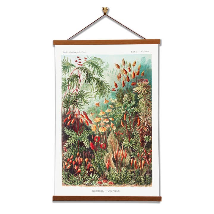 Muscinae–Laubmoose (Mosses) by Ernst Haeckel for wholesale by Vintage Banners