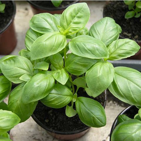 Seedball – wholesale Plant seeds – Herb Seedball Tube - Basil5