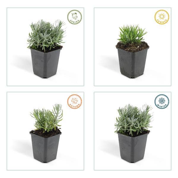 Oasis of Life - Wholesale Live Plant - Lavender Lavandula 'Hidcote' – 20 plants – Abundantly flowering garden lavender – ↕10-25cm – Ø9cm – easy to care for & sunny4