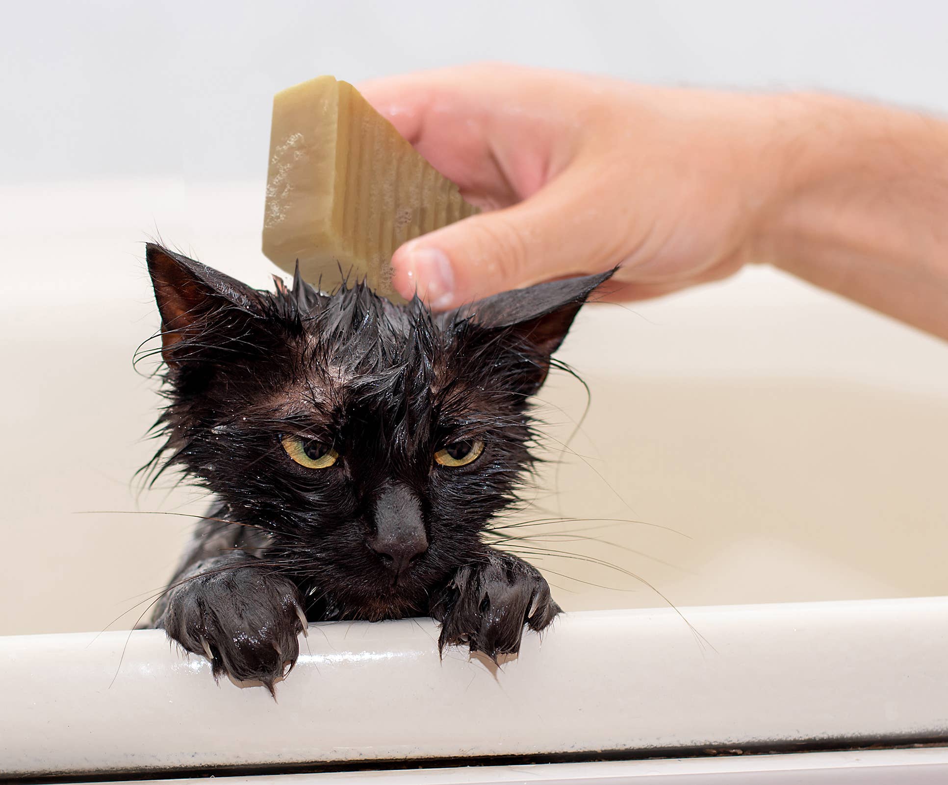 Cordoba Farms - Wholesale Pet Grooming Tool - Cat - SCAREDY CAT Goat Milk Shampoo2