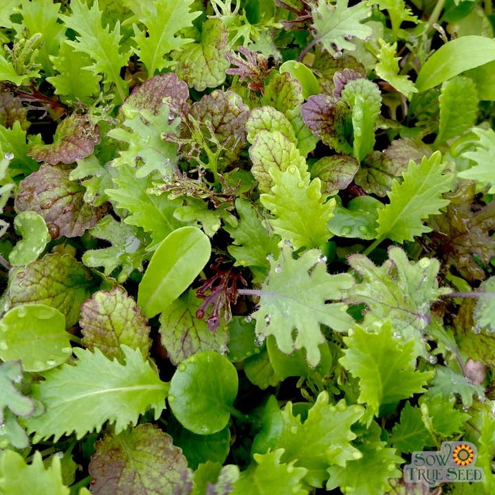 Sow True Seed - Wholesale Plant Seeds - Mixed Greens Seeds - Spicy Mesclun Mix3
