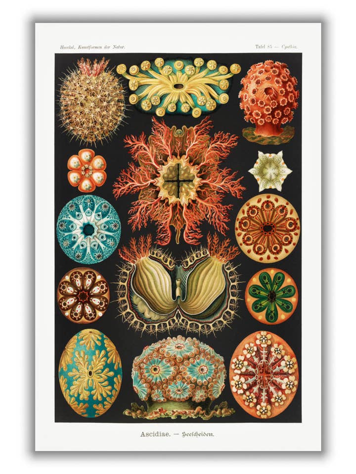 Ascidiae–Seescheiden by Ernst Haeckel for wholesale by Stanley Print House
