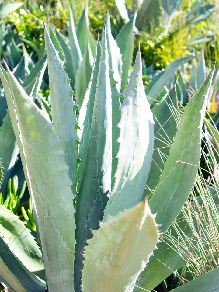 Aloe Herbal Tincture for wholesale by Daydream Organics | Prairie Doctor Brand