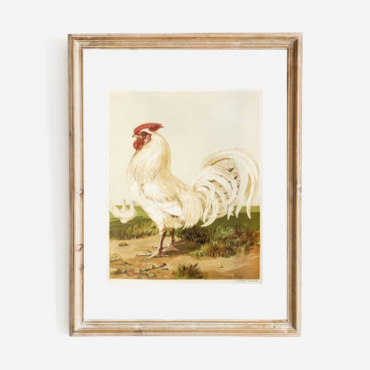 Sea to Skye - Wholesale Art Print - English White Dorking Art Print0