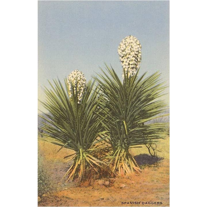 Kunstdruck ZA-21 Spanische Dolche, Yuccas für den Großhandel von Found Image Press