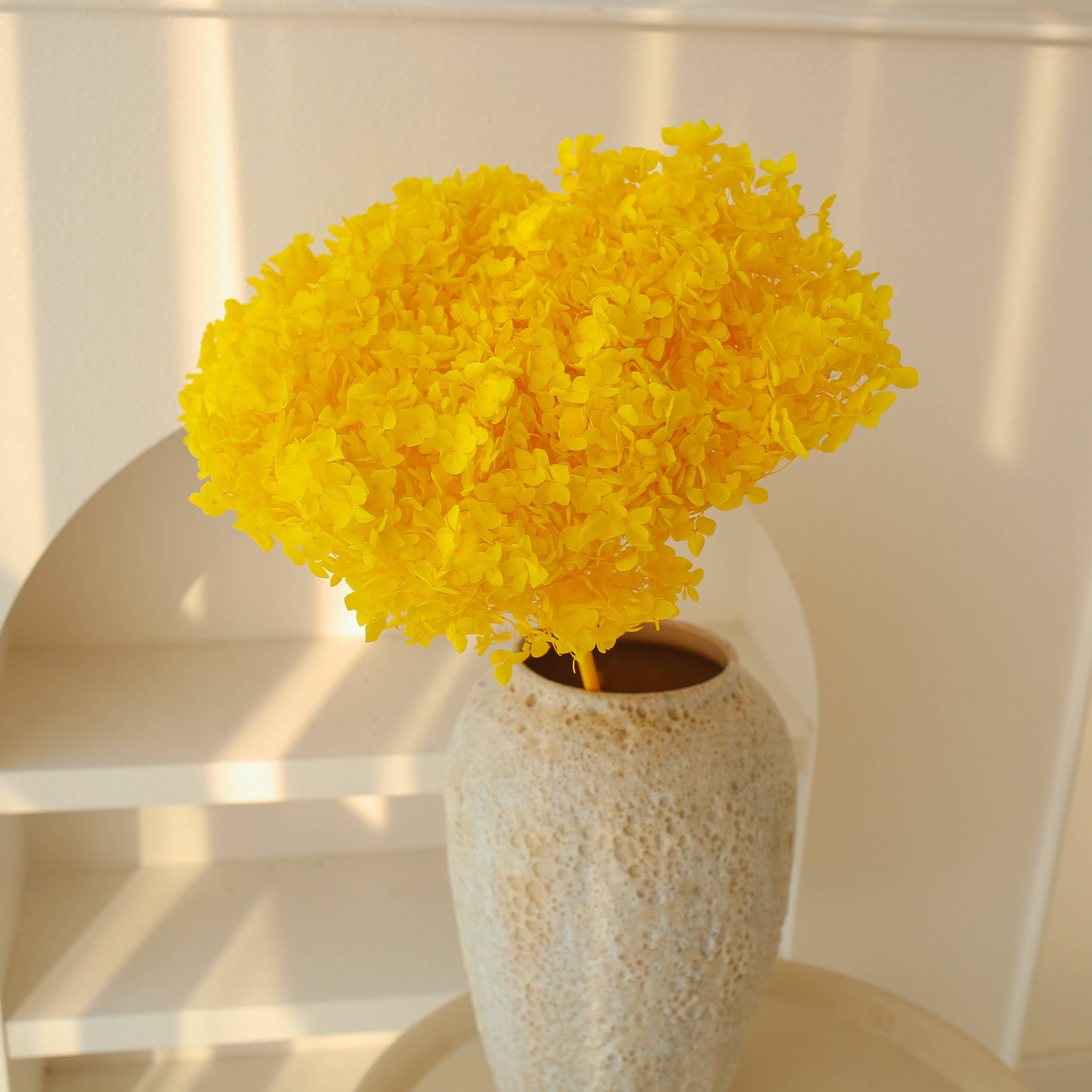 Floral Fields - Wholesale Dried/Pressed Flowers - Dried Preserved Hydrangea Large Head for Floral Design1